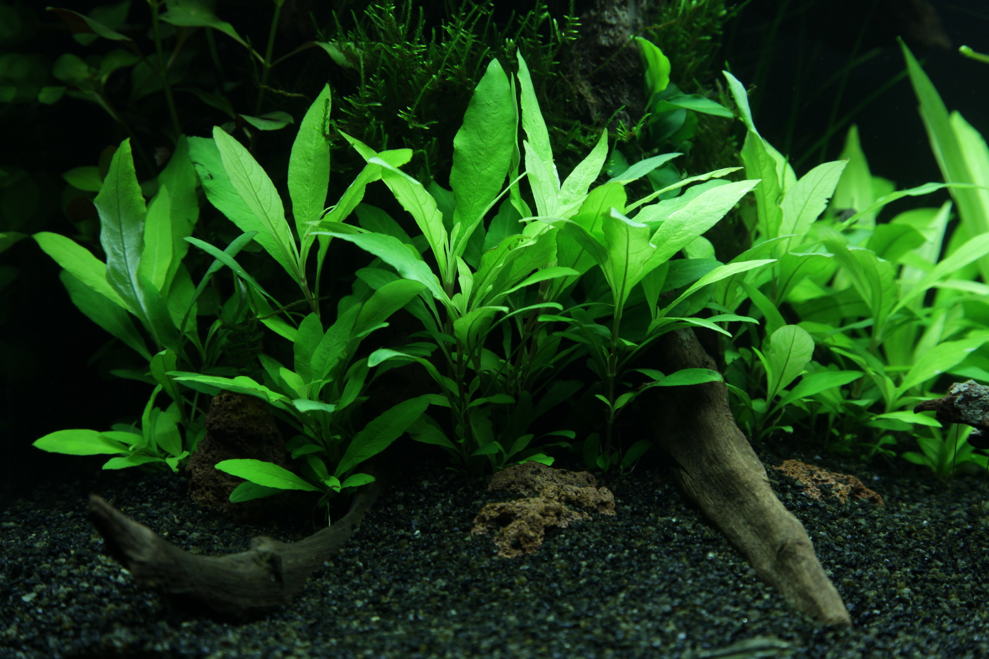 Image of Hygrophila corymbosa 'Siamensis 53B'