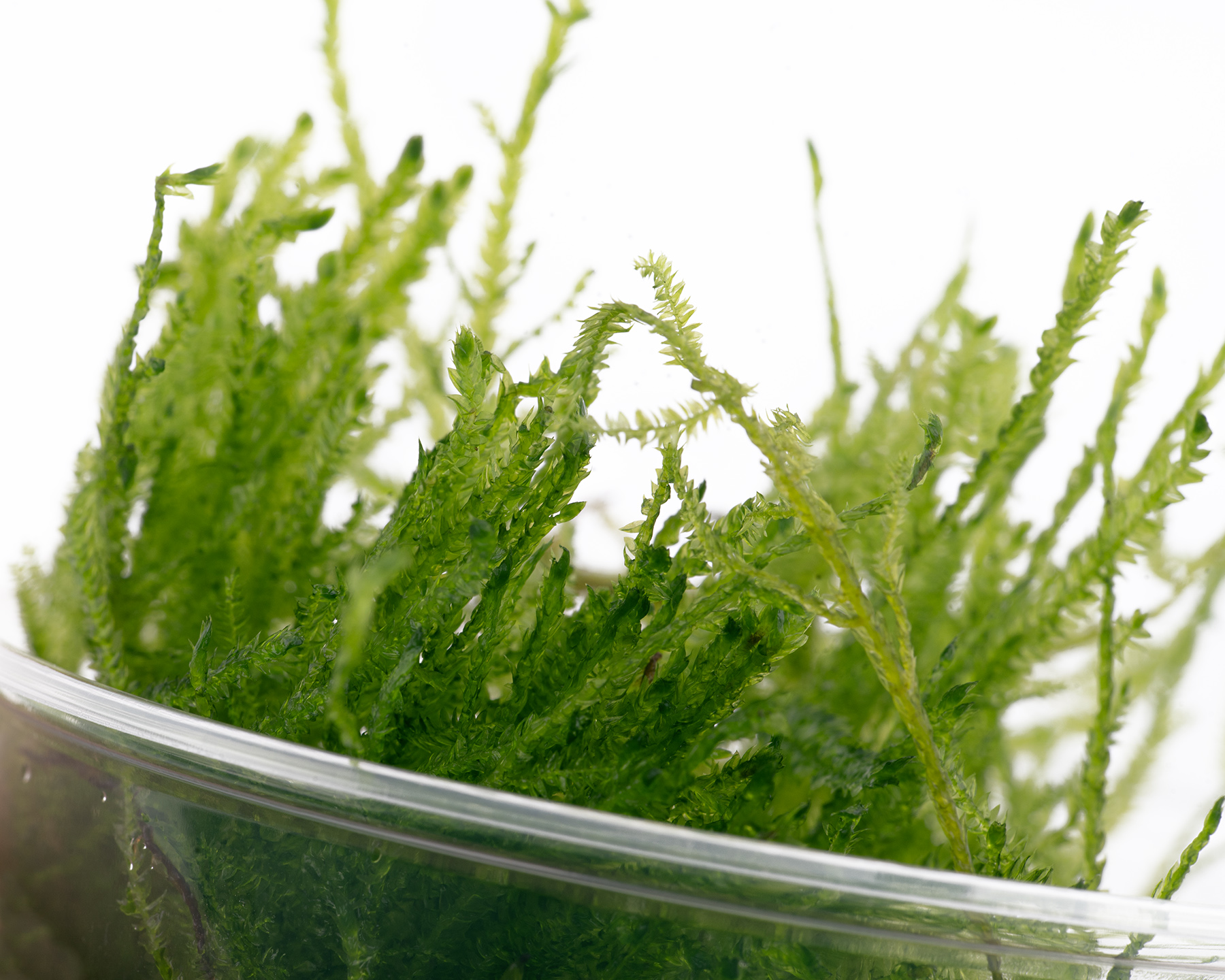 Image of Taxiphyllum sp Spiky Moss