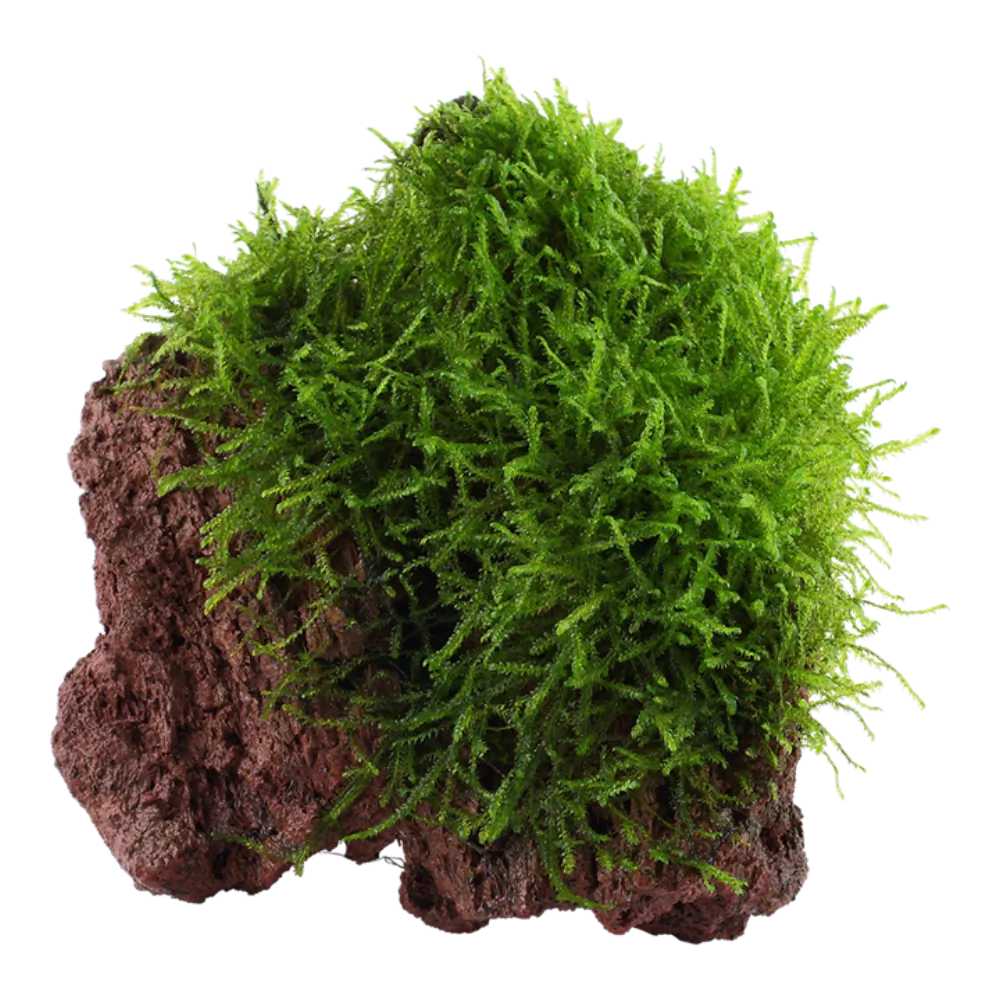 Image of Taxiphyllum barbieri Bogor Moss