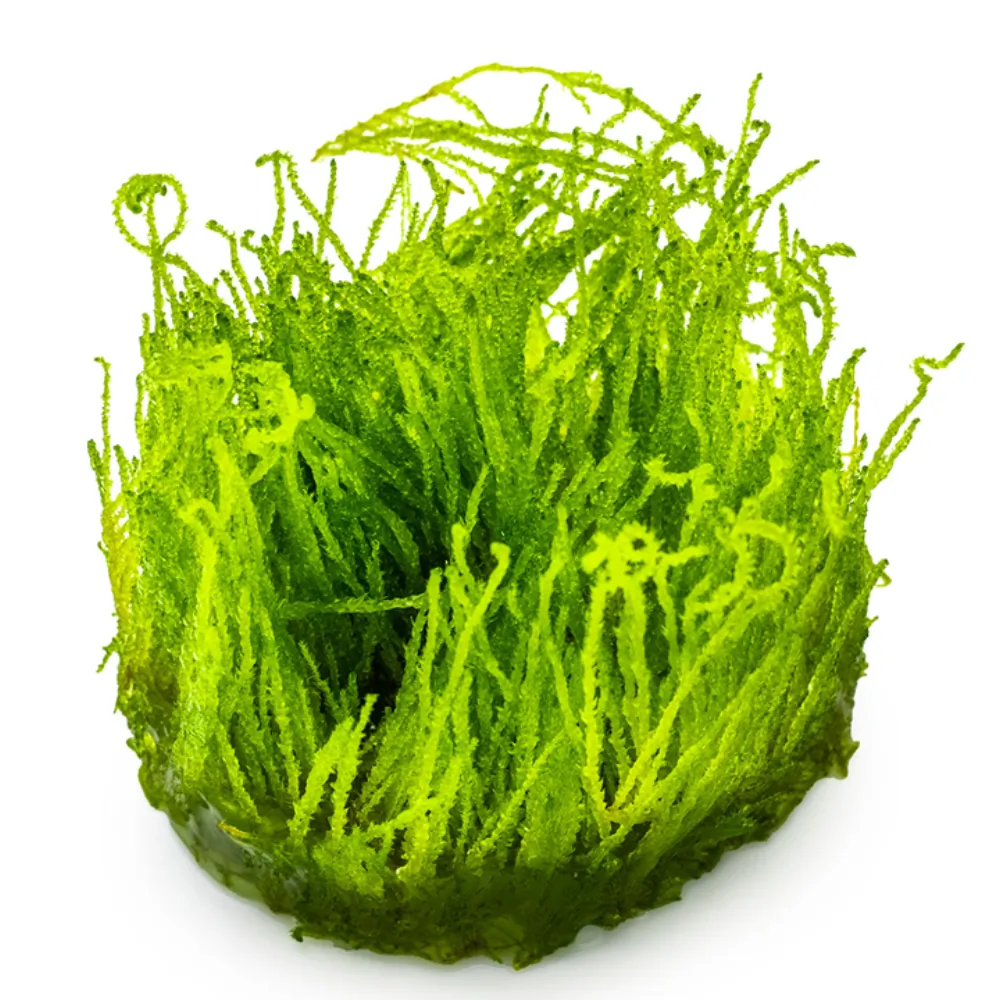 Image of Taxiphyllum sp Flame Moss