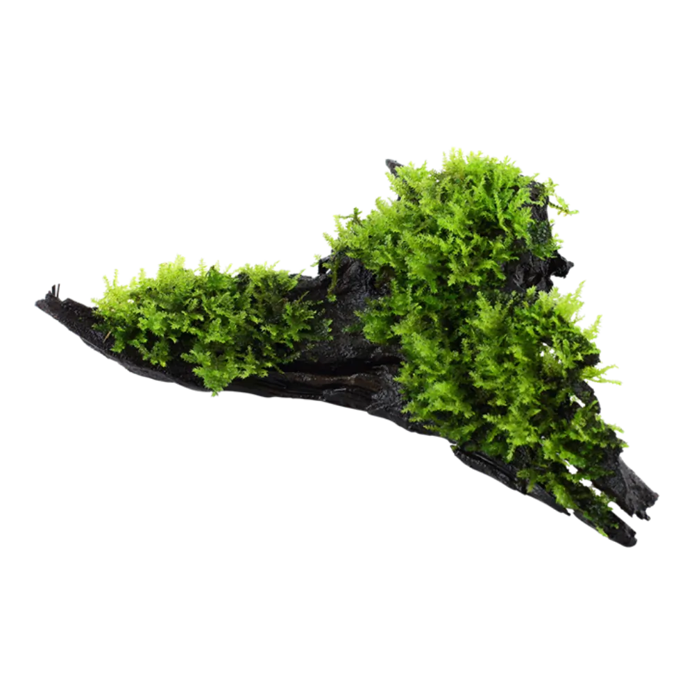 Image of Vesicularia montagnei 'Christmas Moss'