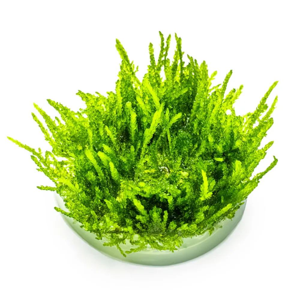 Image of Weeping Moss