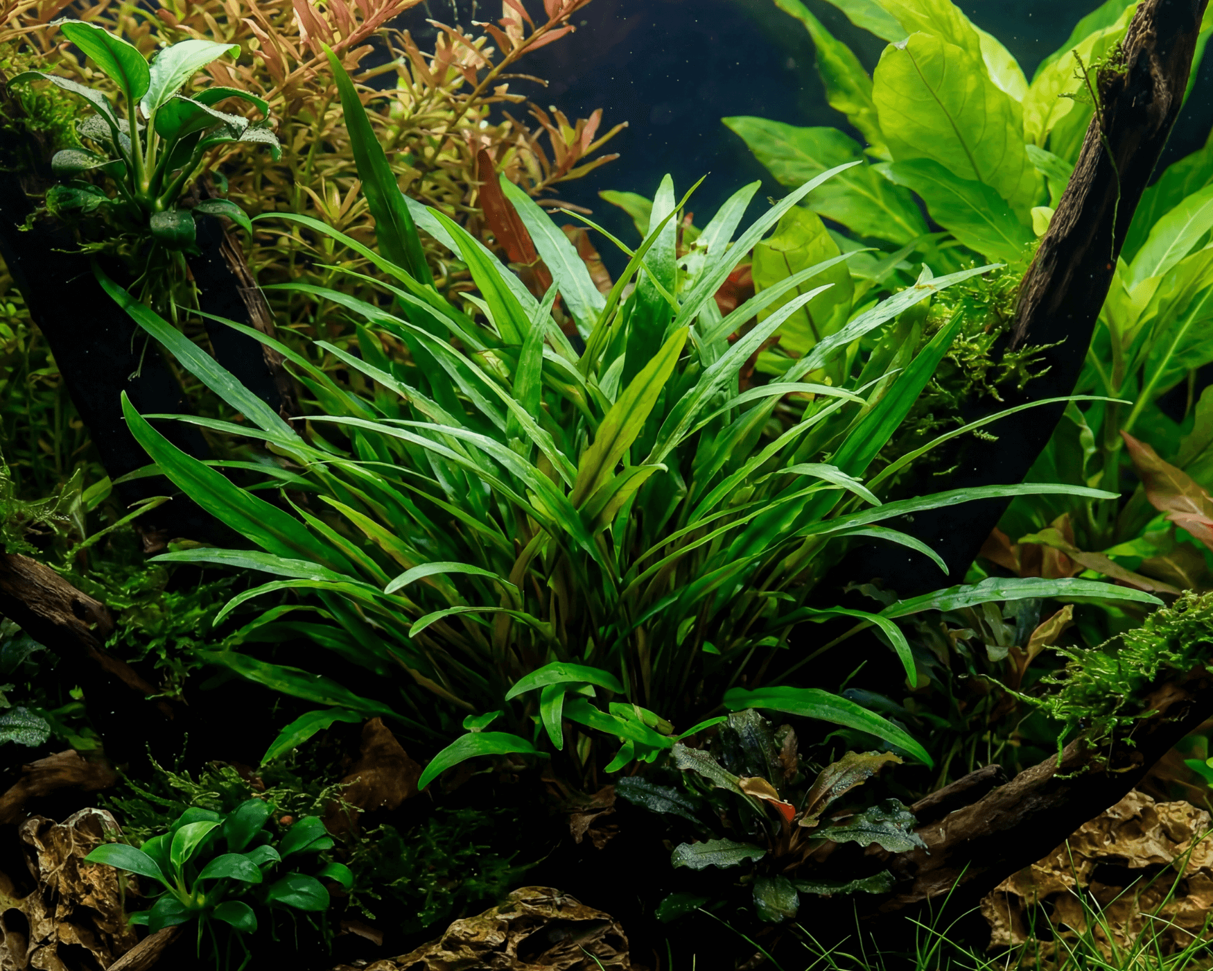 Image of Cryptocoryne x willisii