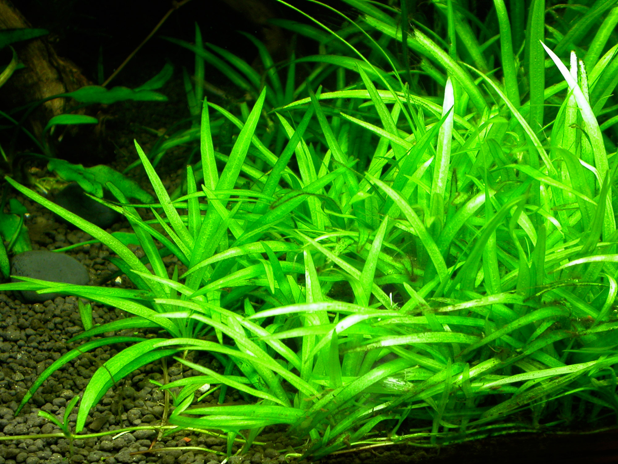 When a rooted plant floats, improve the planting—not the force