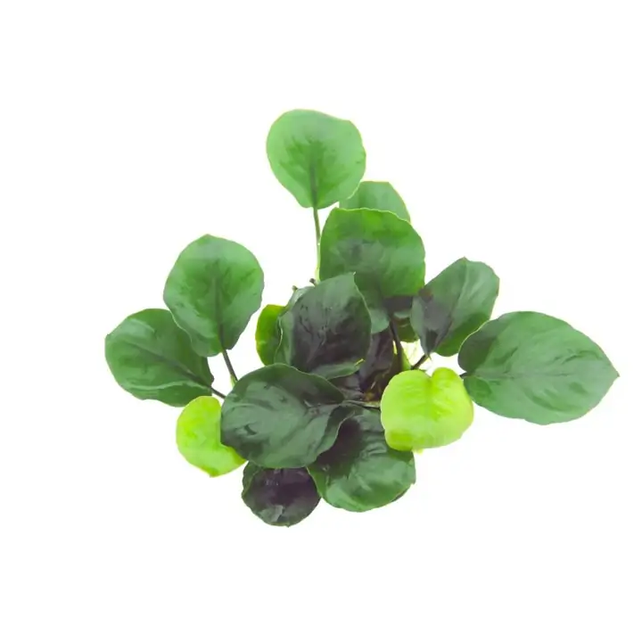 Image of Anubias barteri Coin Leaf 2
