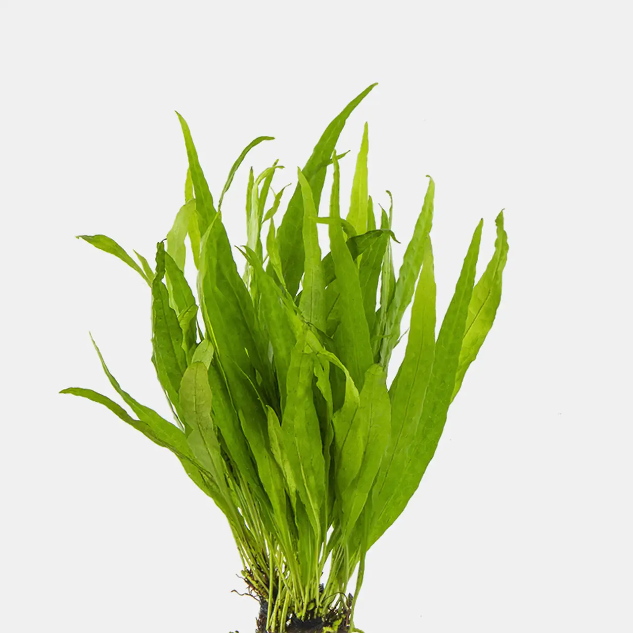 World of Aquatic Ferns - Aquarium Libraries