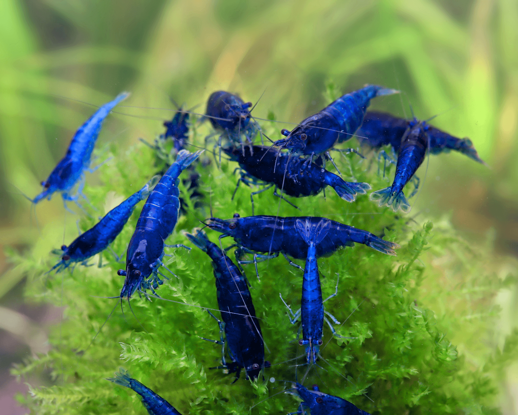 Blue Dream Shrimp: Striking Sapphire Hues
