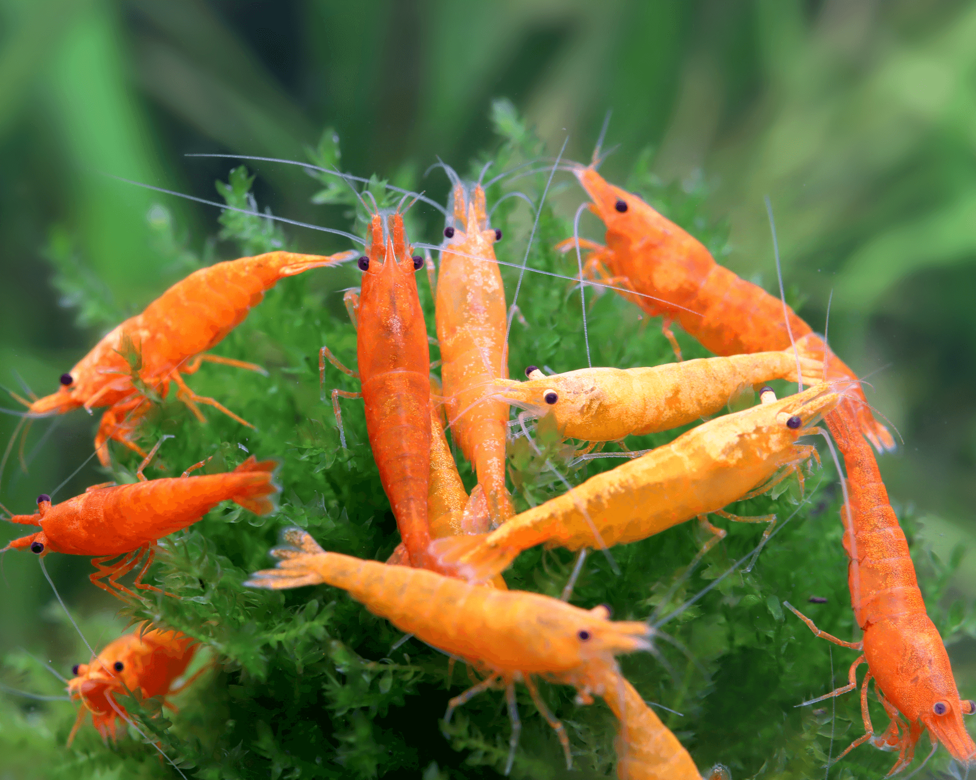 Orange Fire Shrimp: A Burst of Warmth