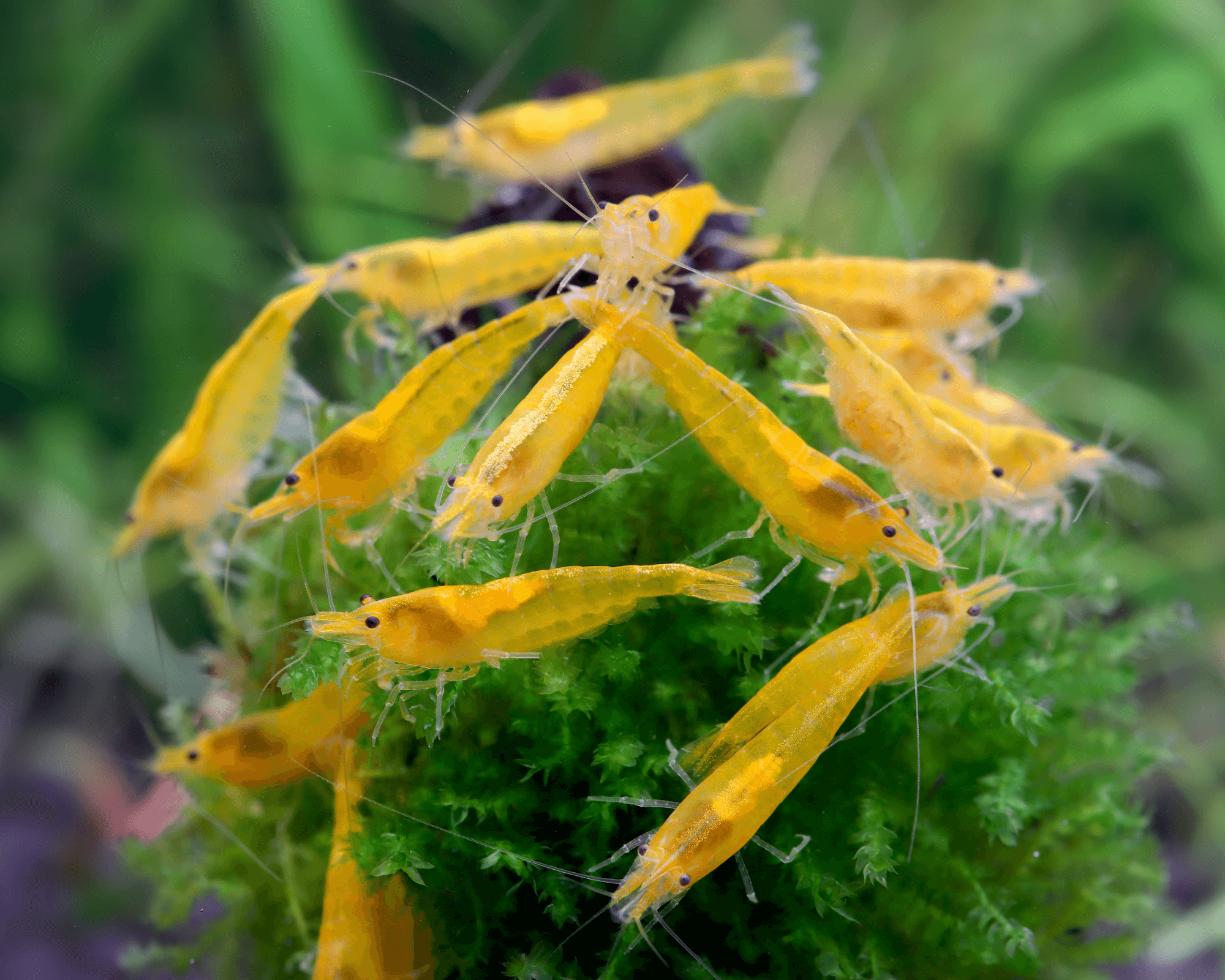Yellow Fire Shrimp: Bright and Energetic