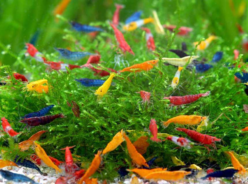 Molting and Breeding