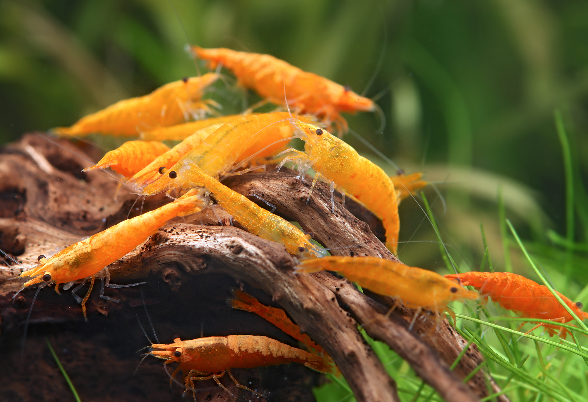 Molting and Breeding