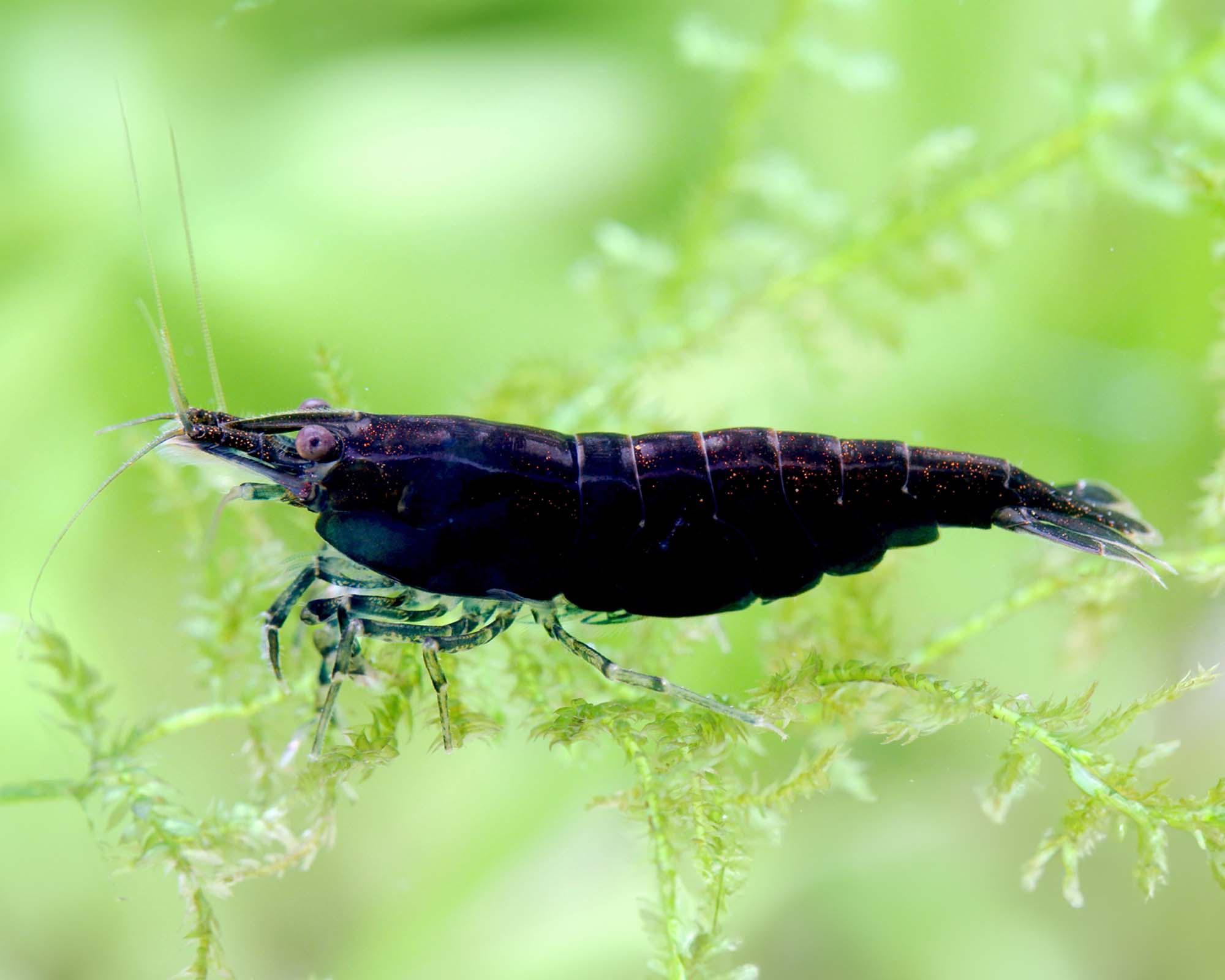 Molting and Breeding