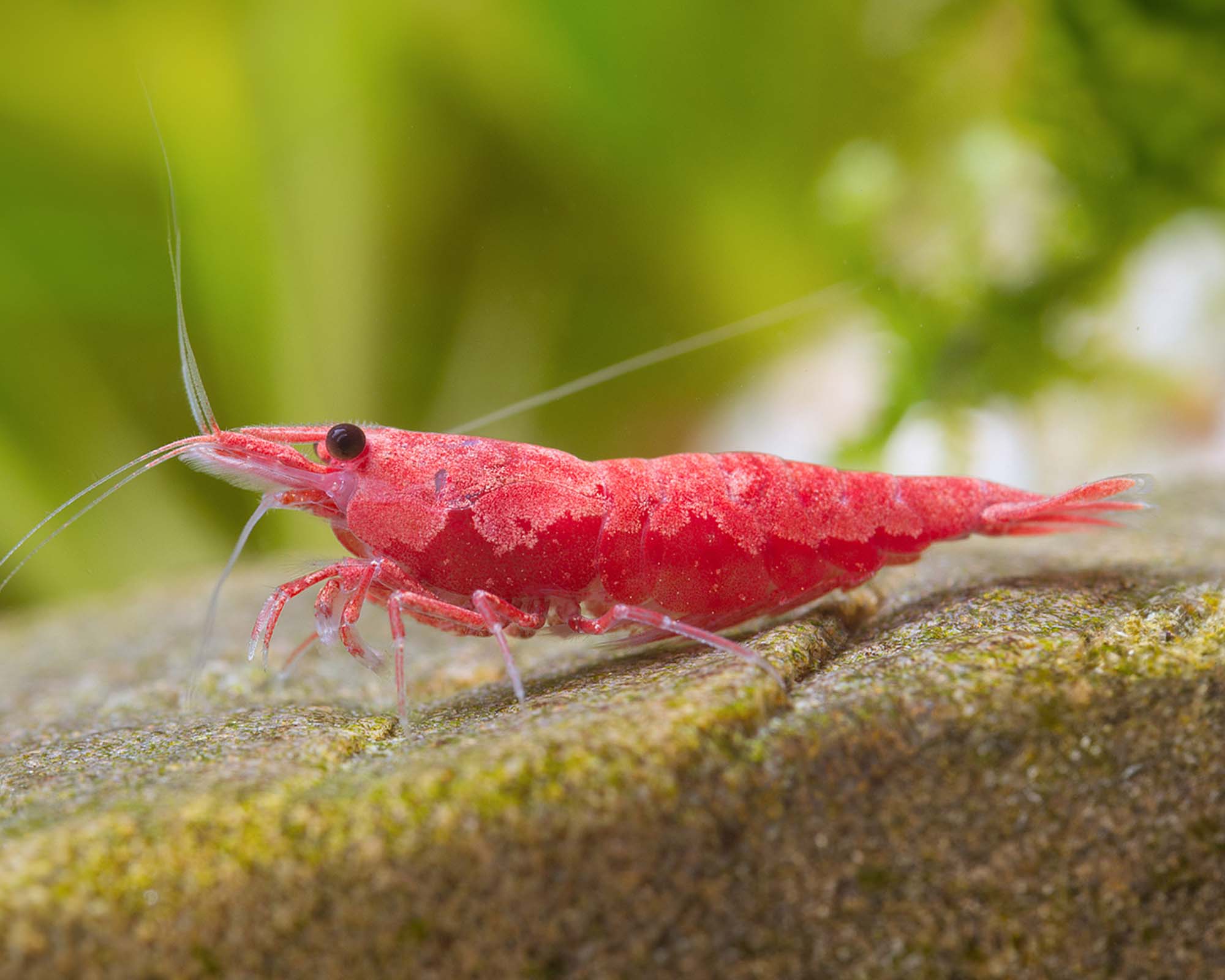 Neocaridina Shrimp: A Guide to Colorful Freshwater Invertebrates