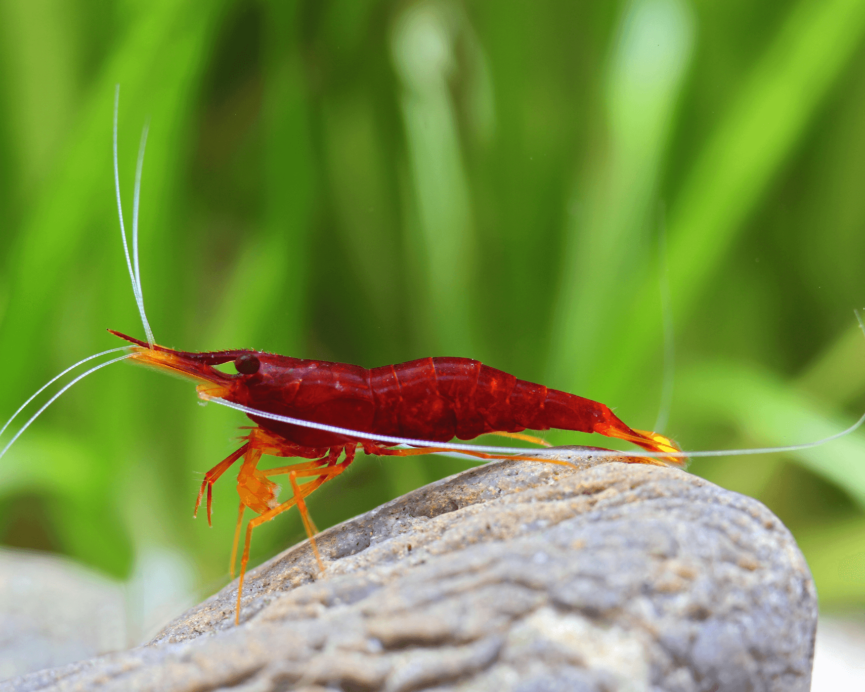 Taxonomy and Identification