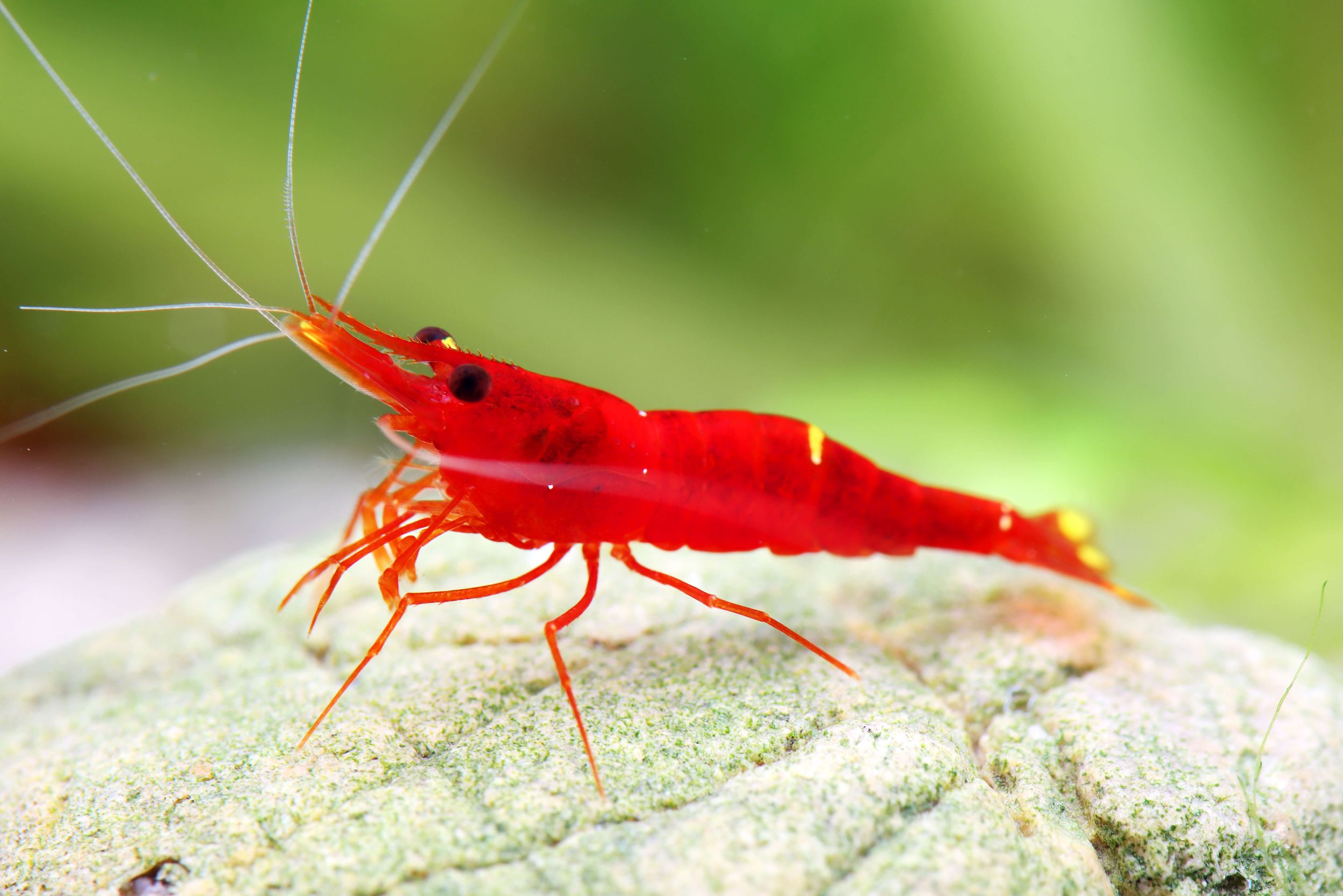 Aquarium Care and Water Parameters