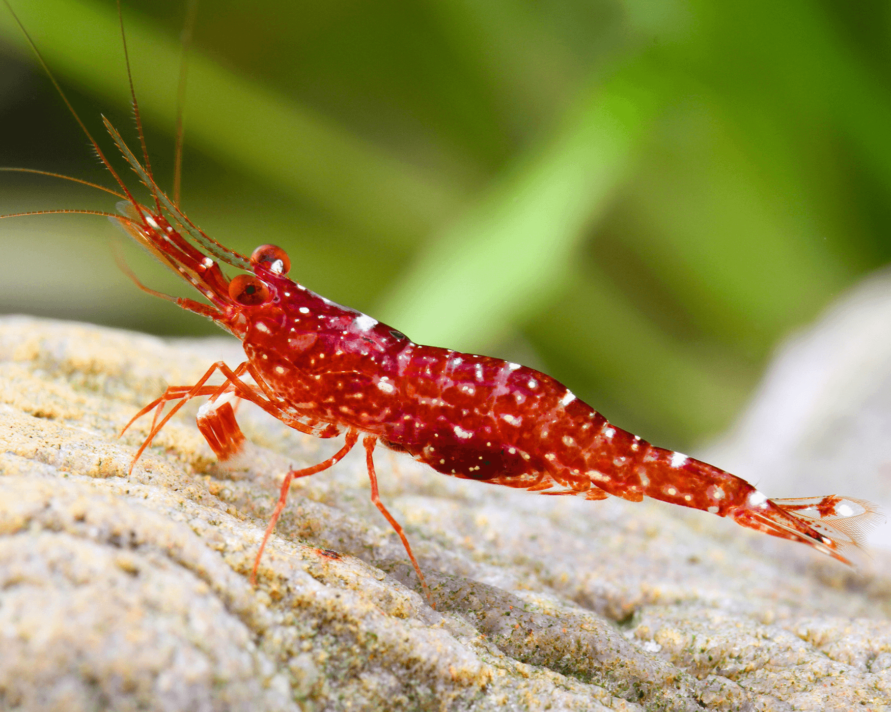 Taxonomy and Appearance