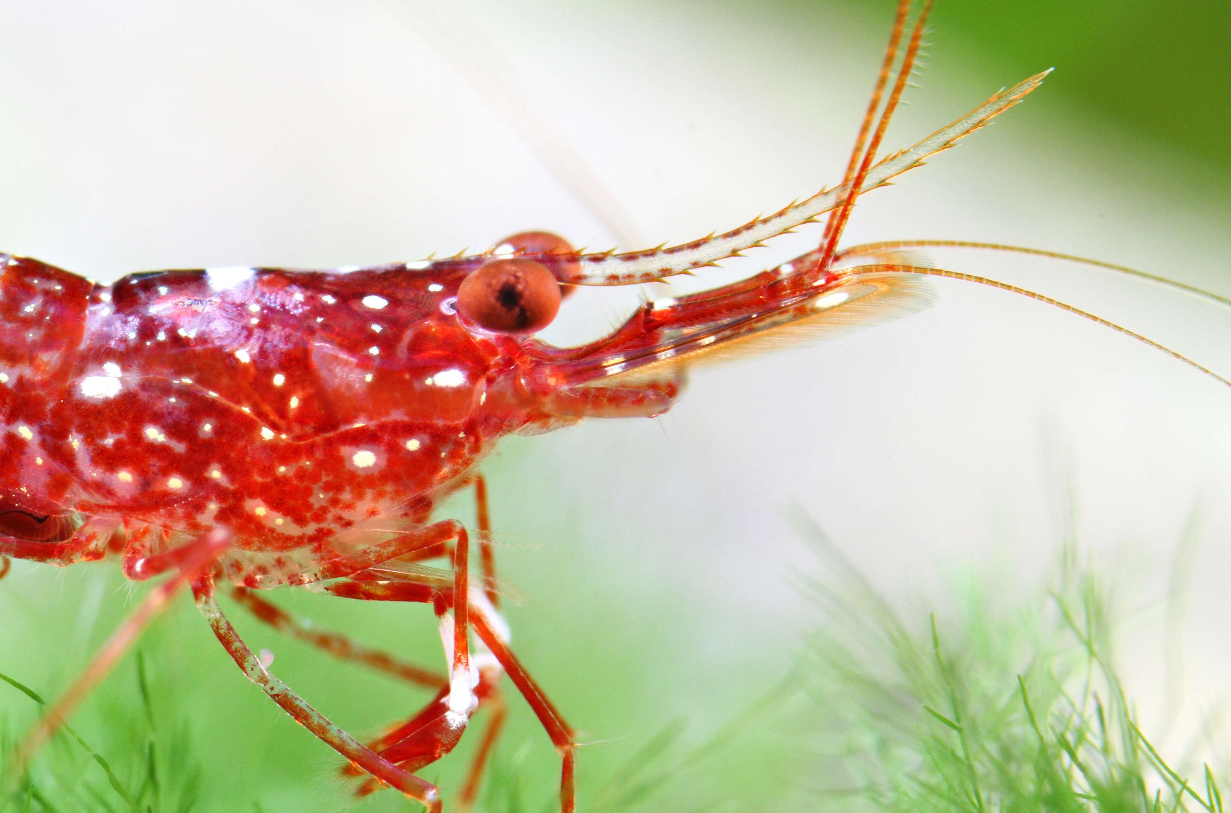 Molting and Breeding