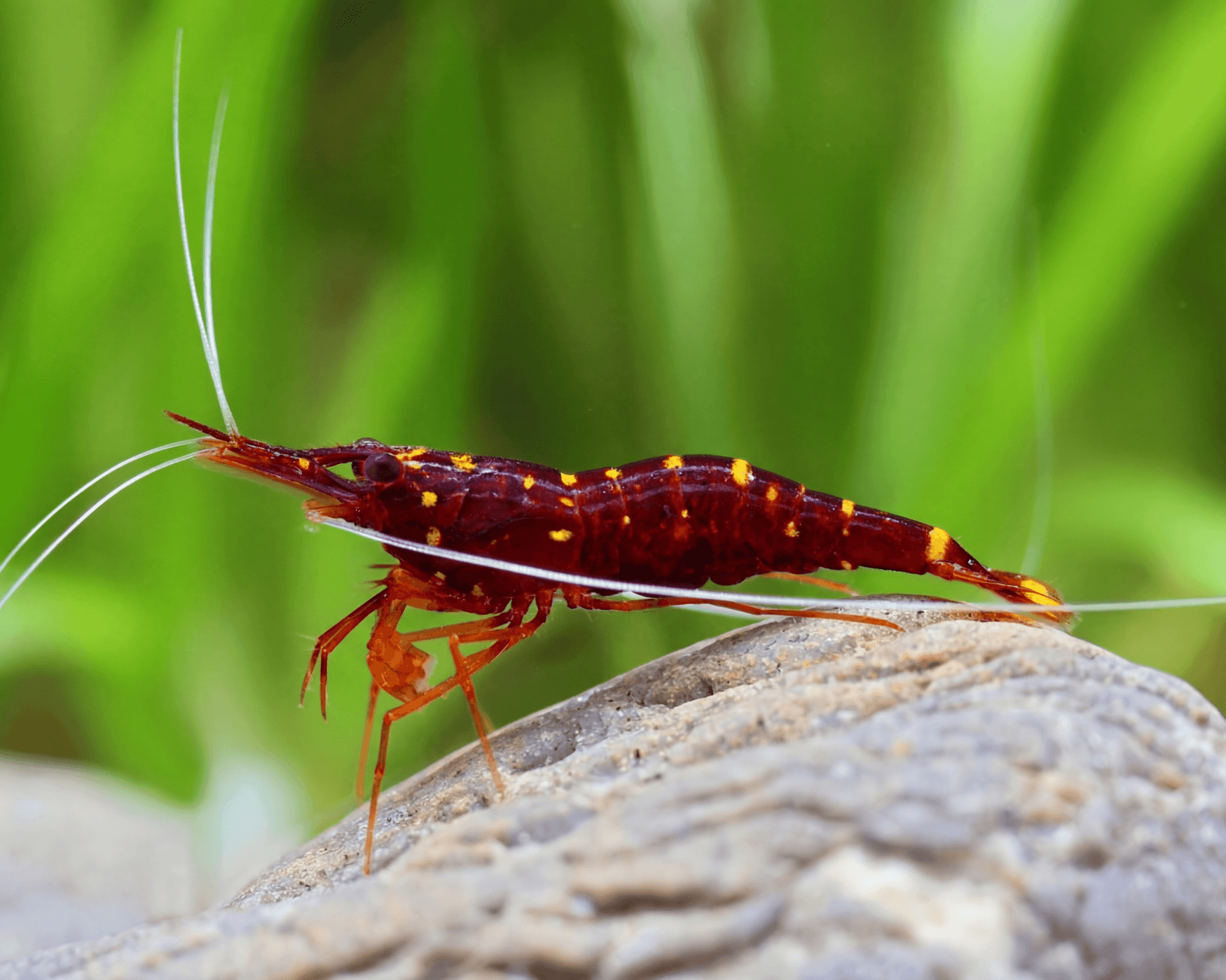 Taxonomy and Identification