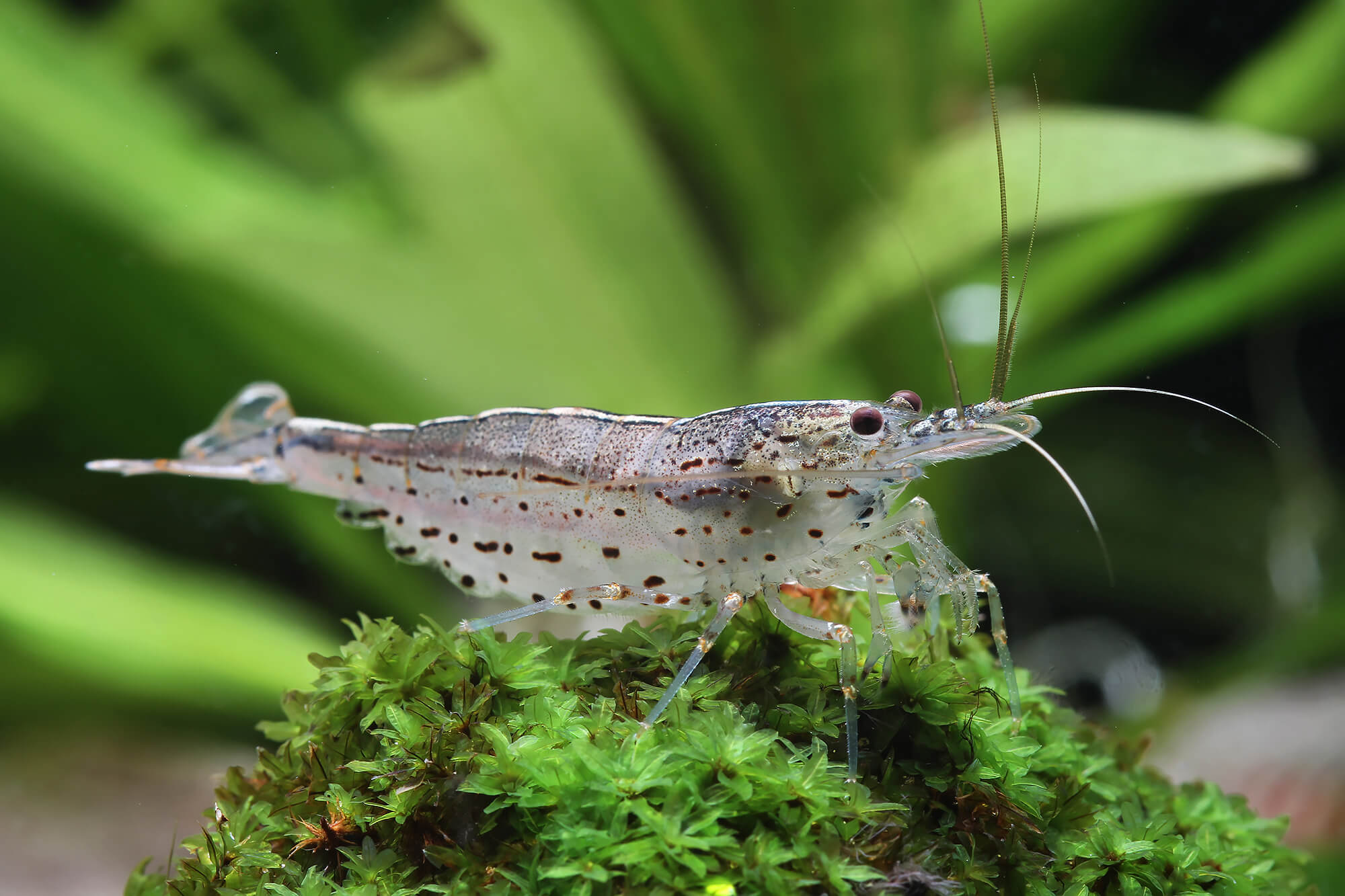Choose Amano shrimp when algae control matters more than colony growth