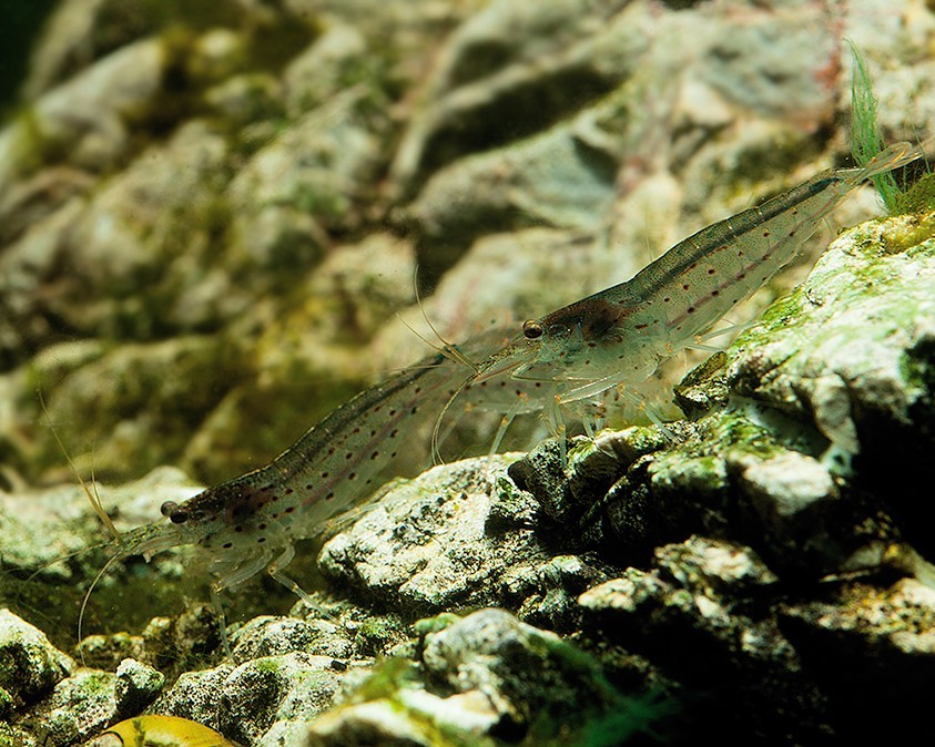 Aquarium and water parameters