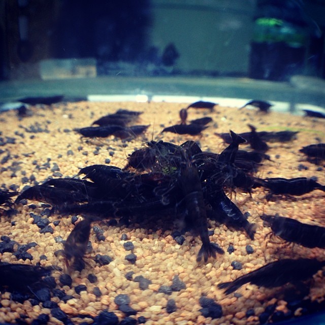 Molting and health
