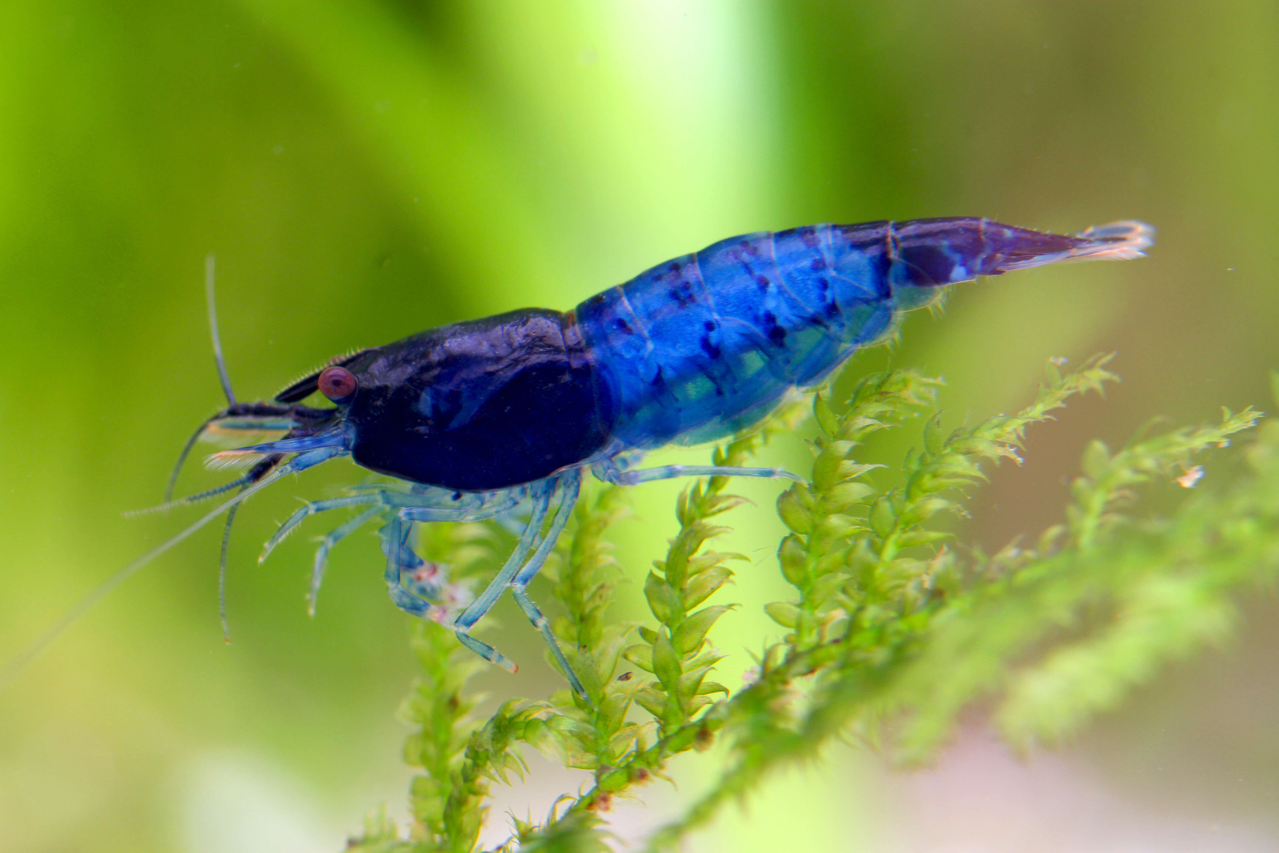 Taxonomy and identification
