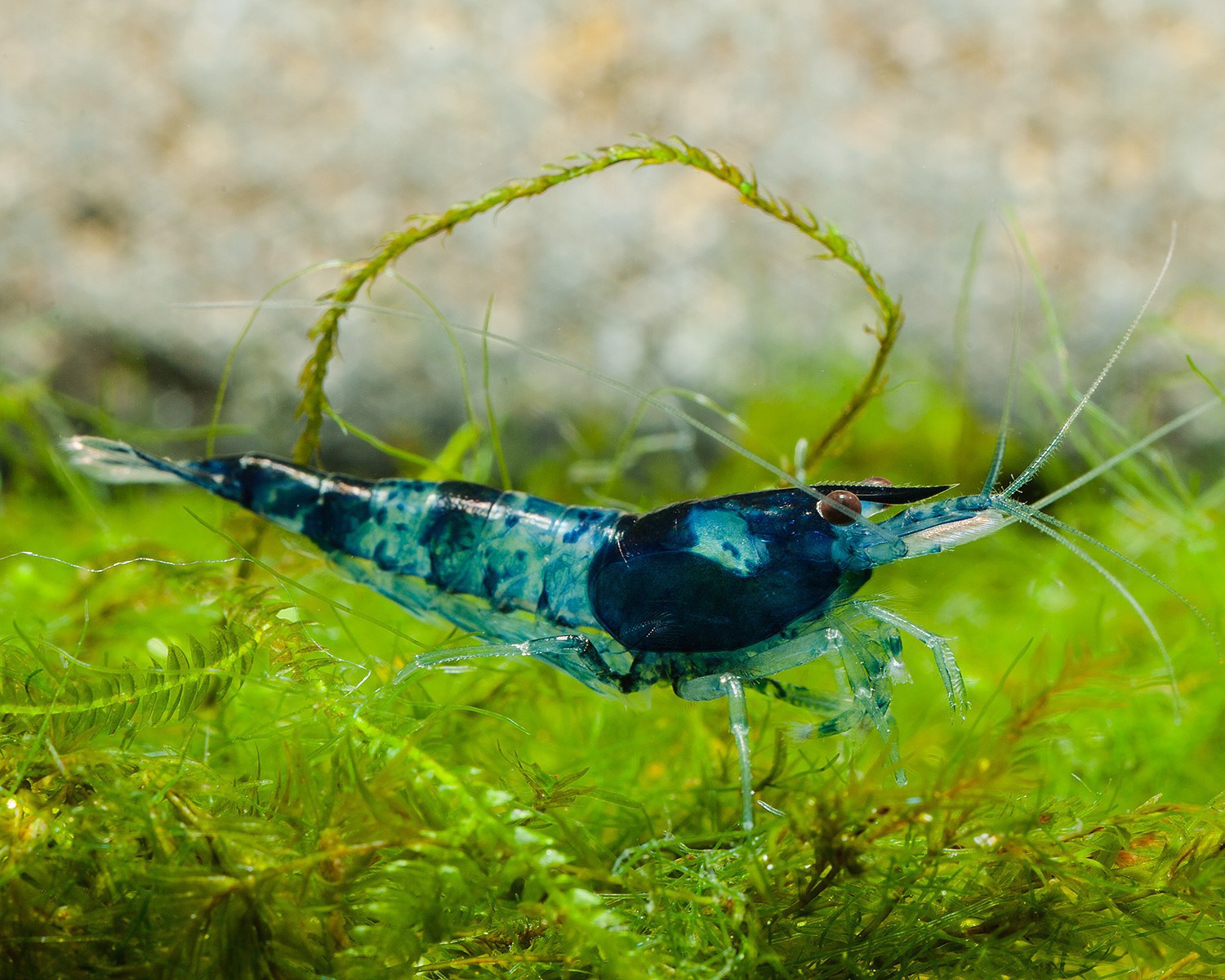 Molting and maintenance