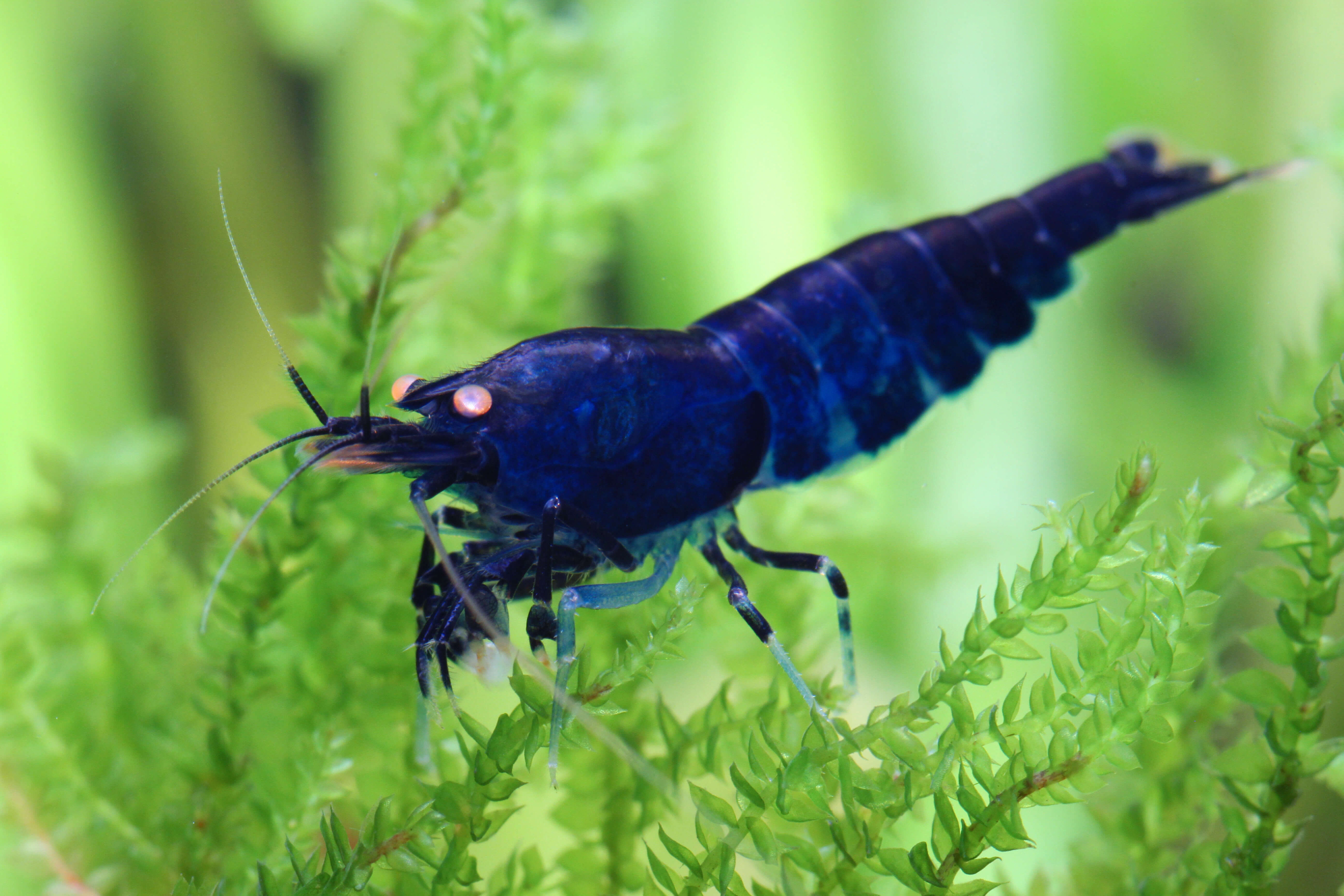 Taxonomy and identification