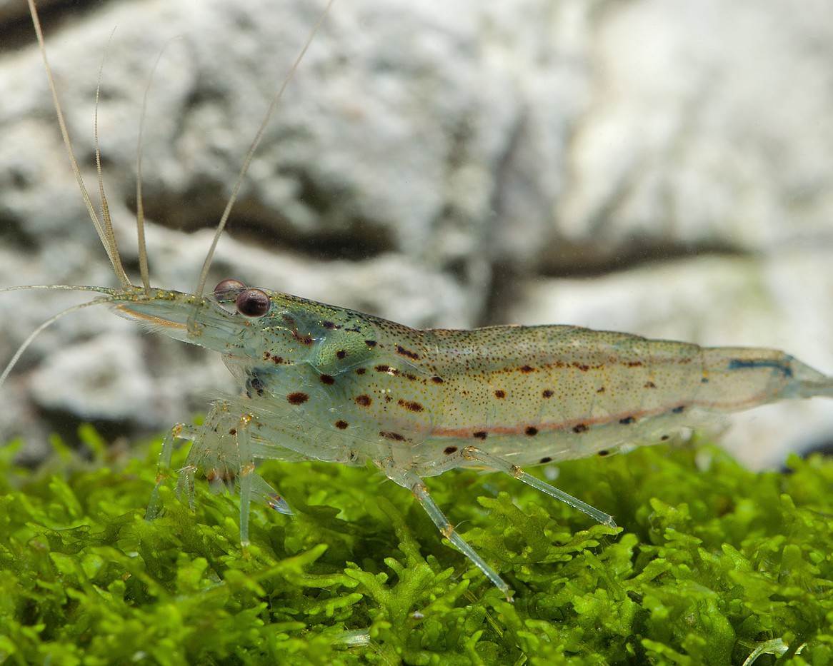 Fish and snails can share the tank, but not the same risk level