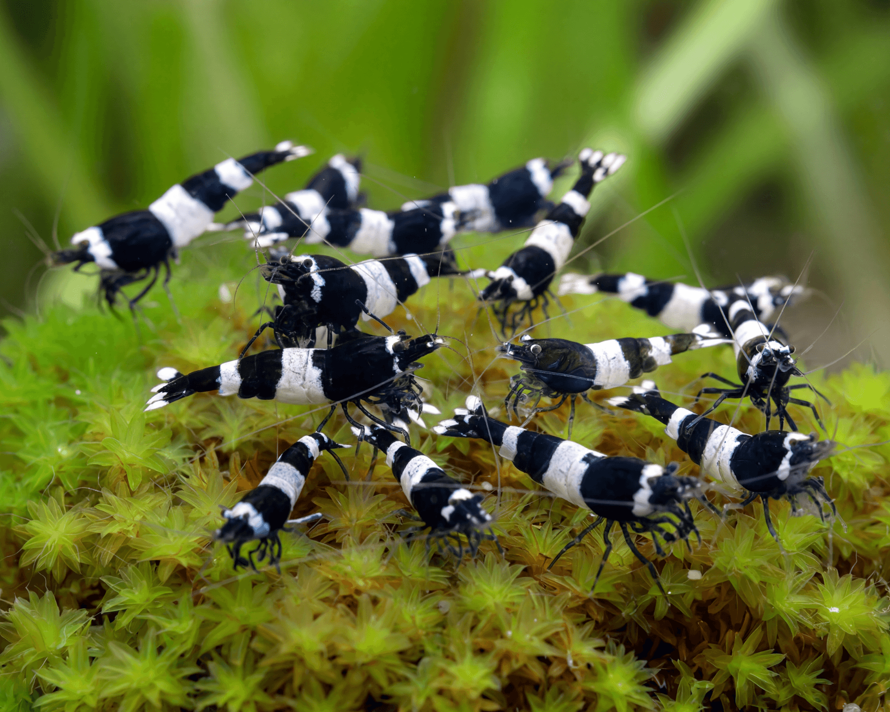 Caridina Bee Shrimp Need a Different Mineral Strategy