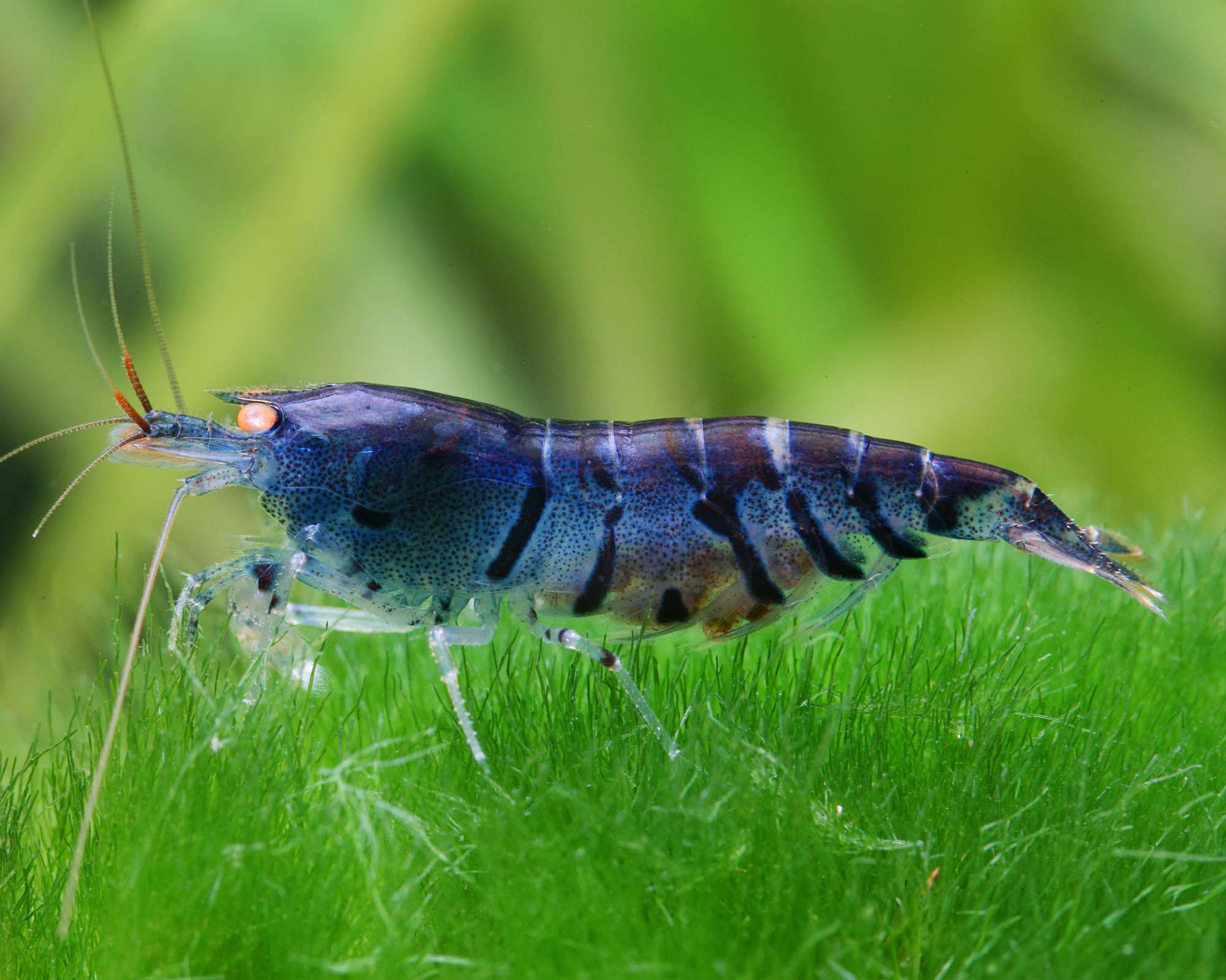 Use a simple decision rule for adding more shrimp