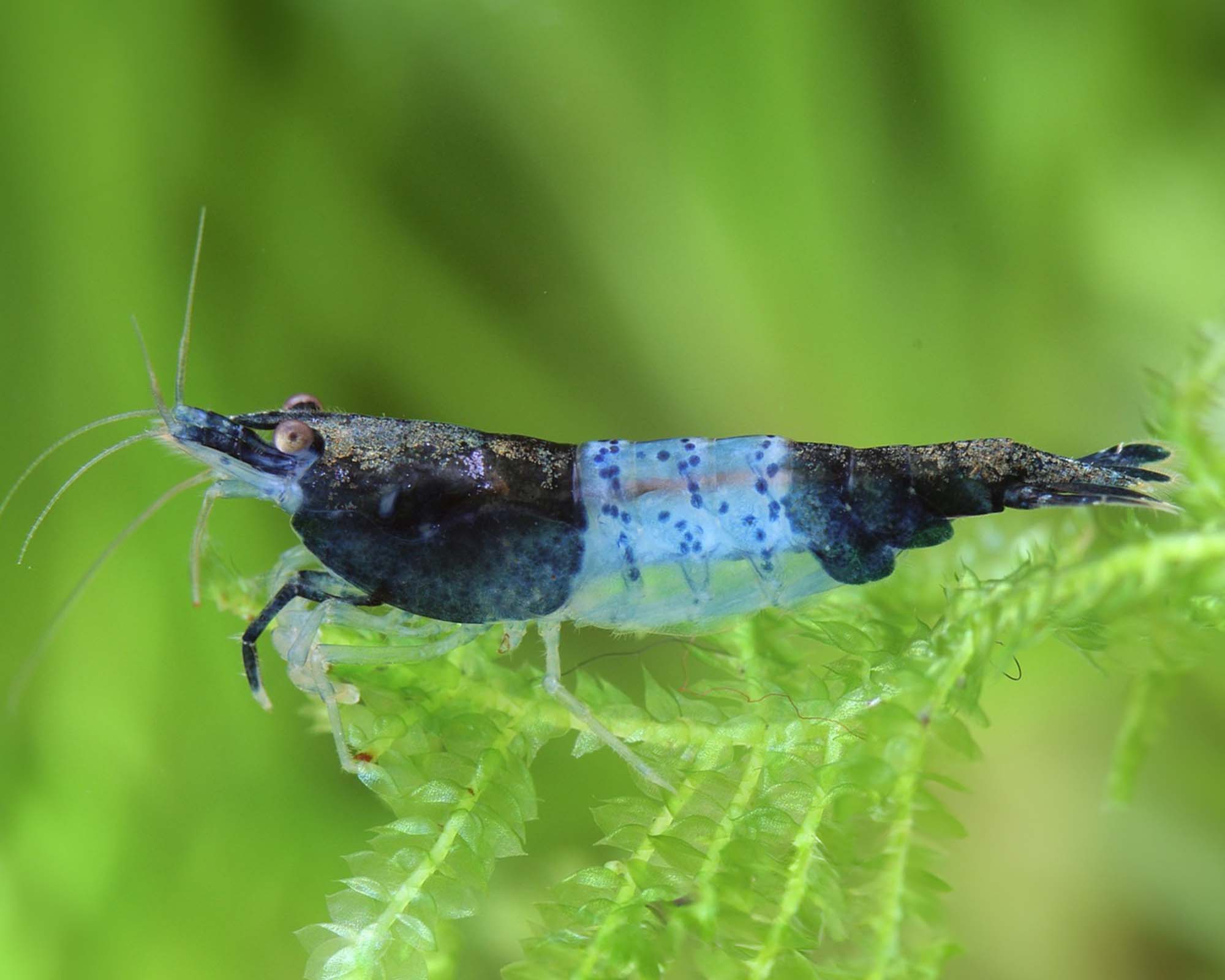 Carbon Rili Shrimp: Unique Patterning