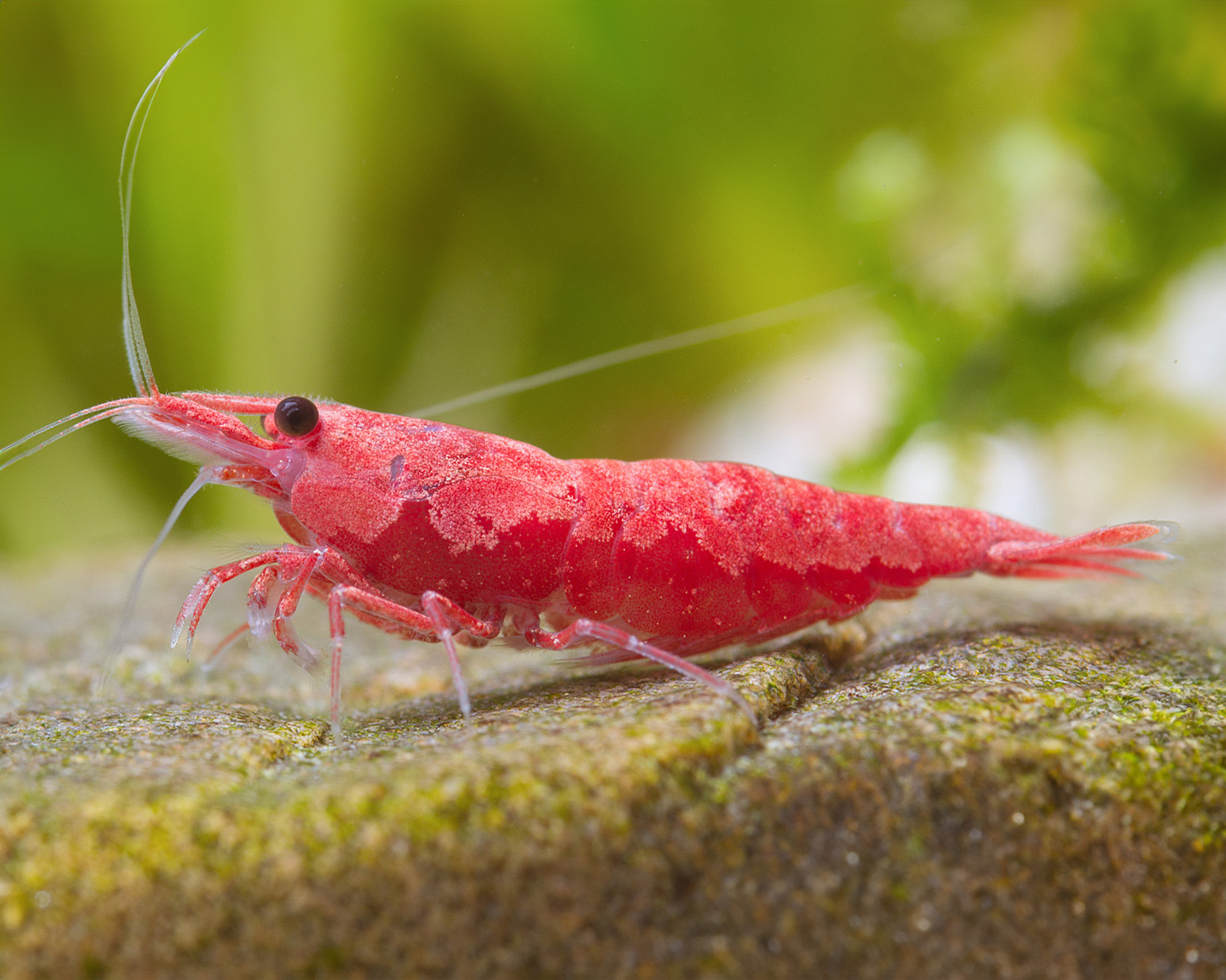Use the failed molt as a diagnostic clue, not a reason to add products