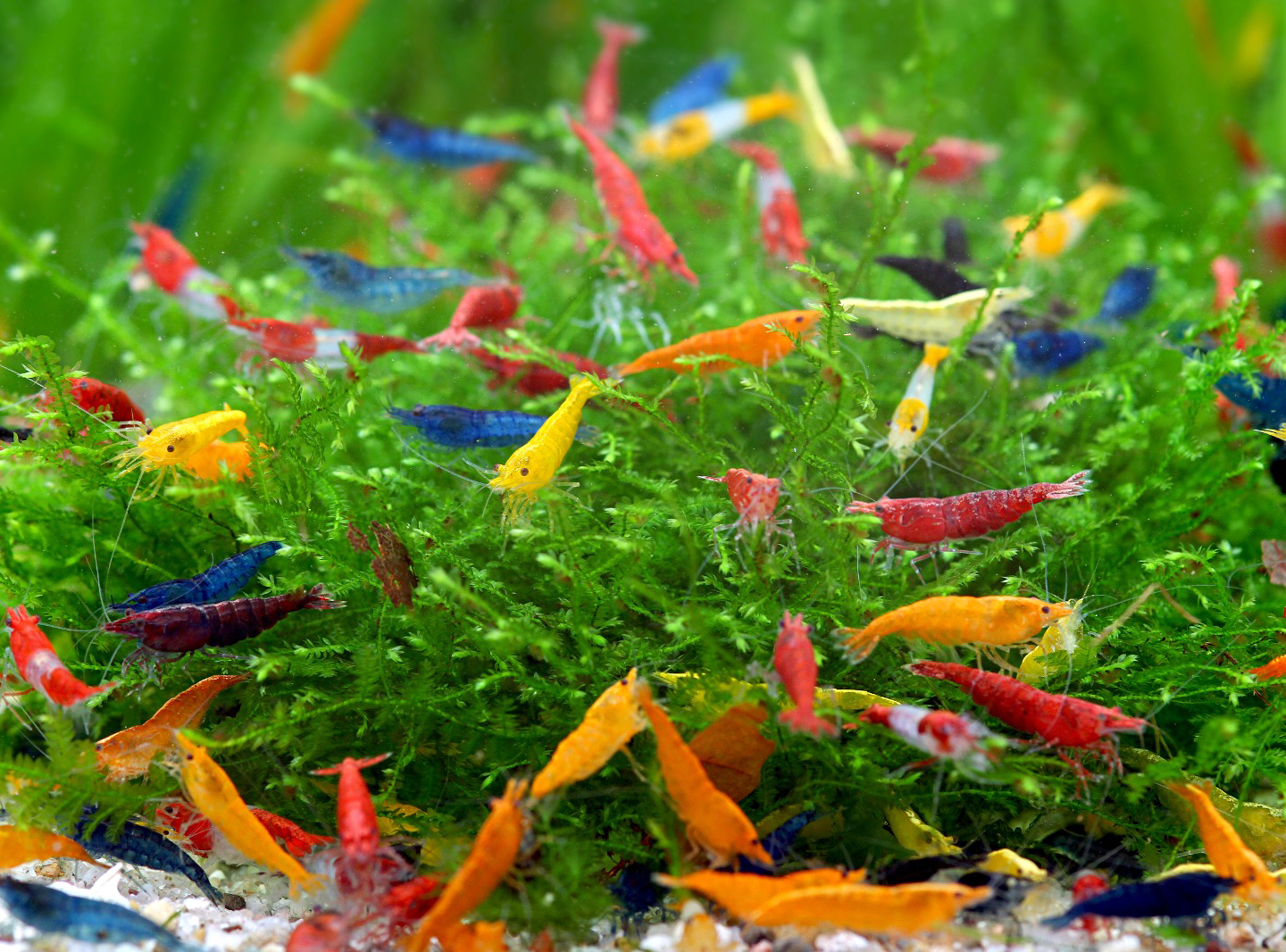 Treat a rainbow colony as a display choice with a genetic trade-off