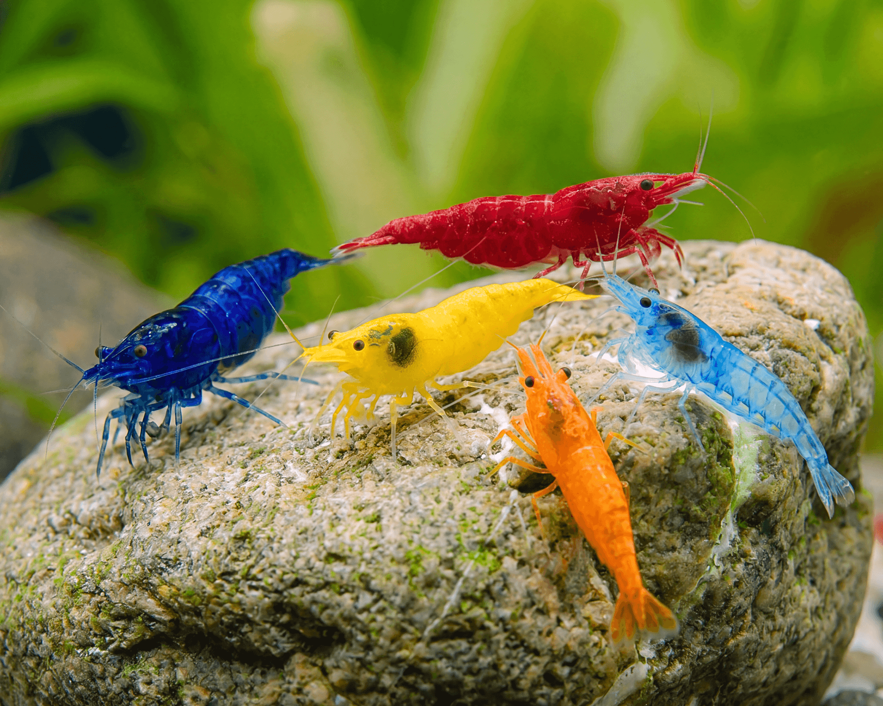 If you add fish, choose by hunting opportunity