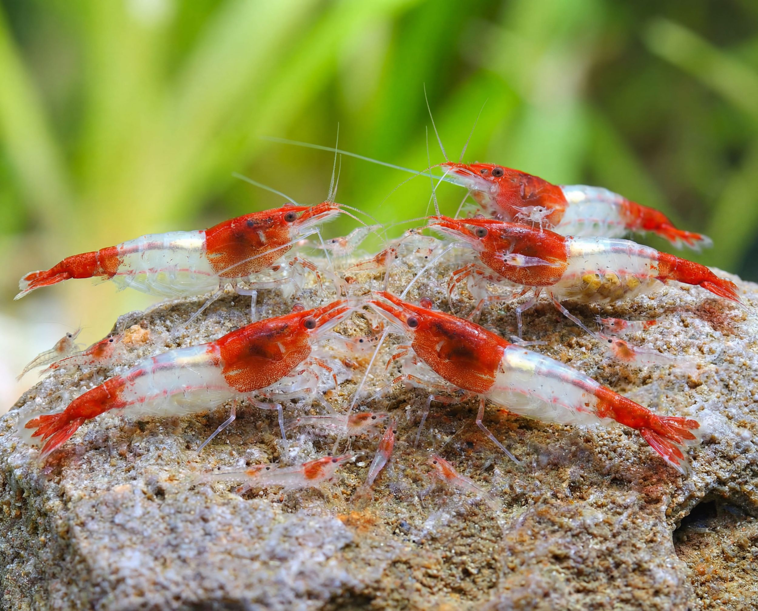 Red Rili Shrimp: The Perfect Contrast
