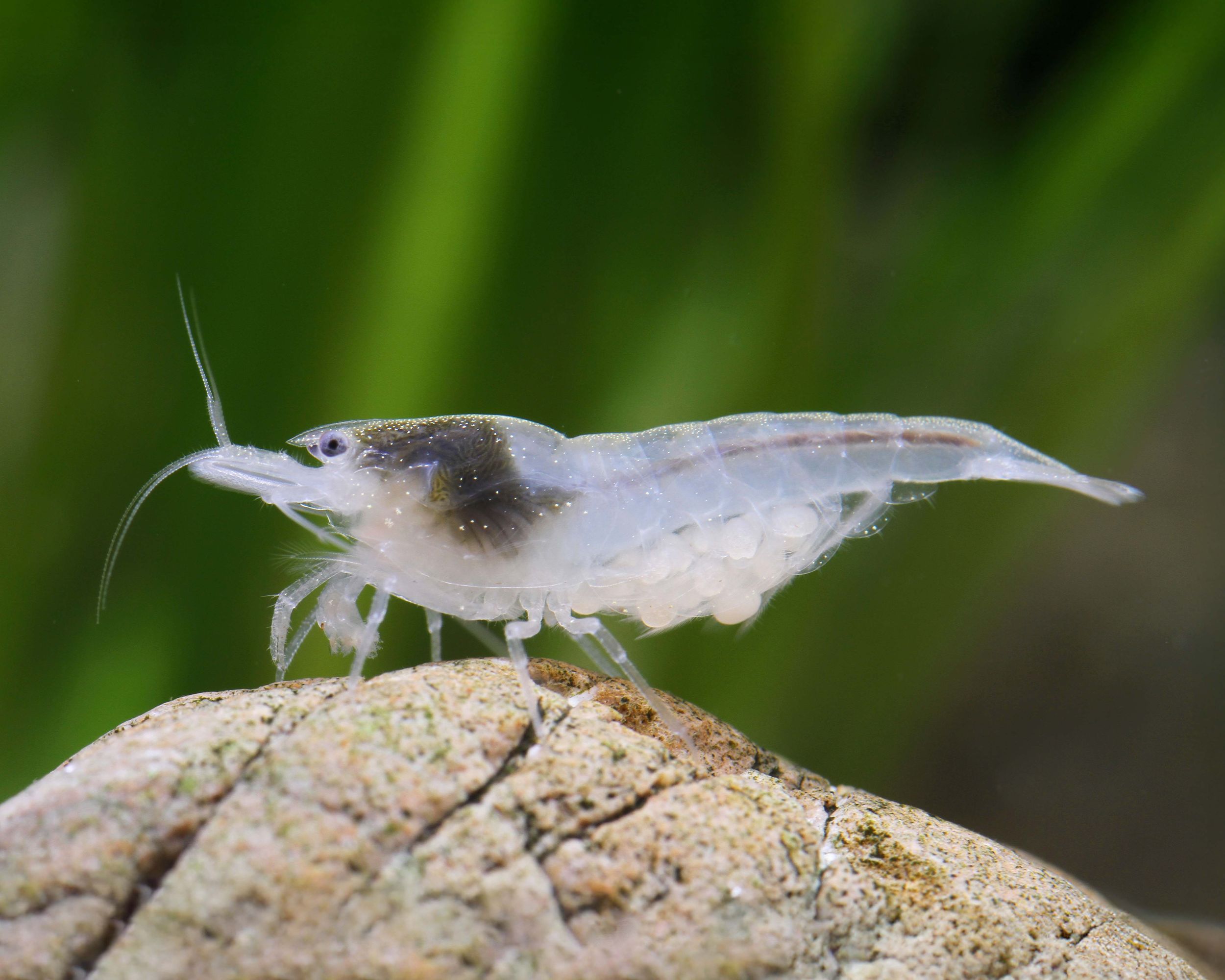 White Pearl Shrimp for a Clean Look