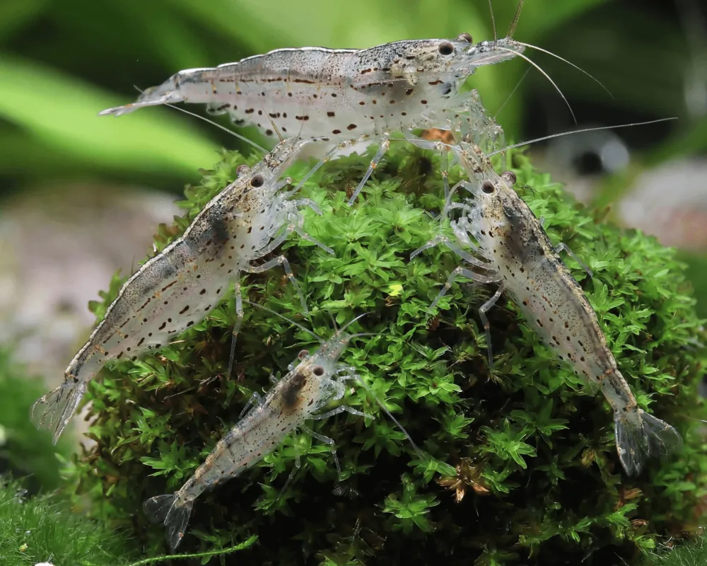Image of amano shrimp caridina multidentata yamato shrimp