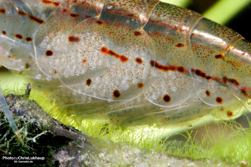 Image of amano shrimp caridina multidentata yamato shrimp