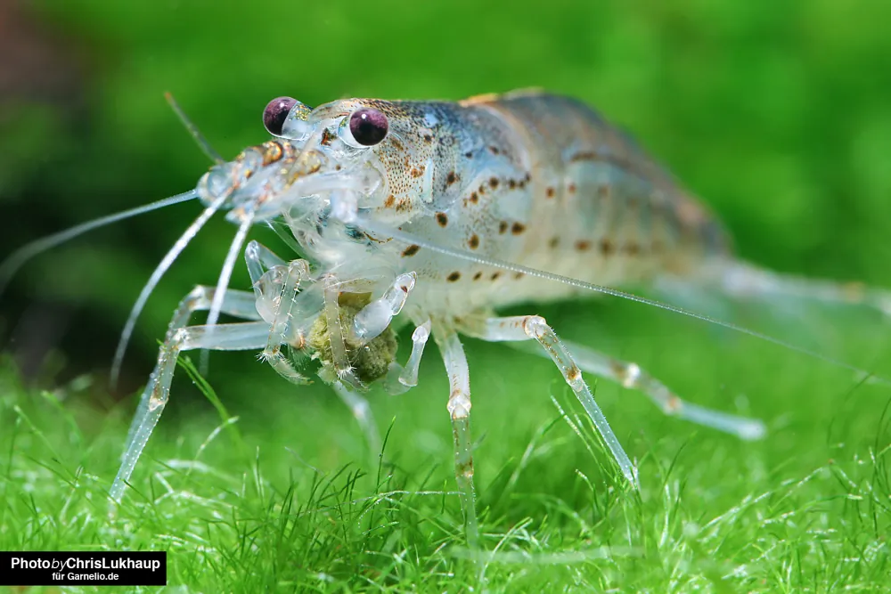 Image of amano shrimp caridina multidentata yamato shrimp