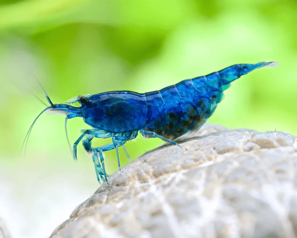 Image of blue dream shrimp blue velvet shrimp neocaridina davidi