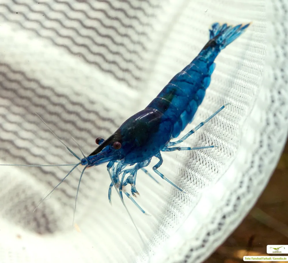 Image of blue dream shrimp blue velvet shrimp neocaridina davidi