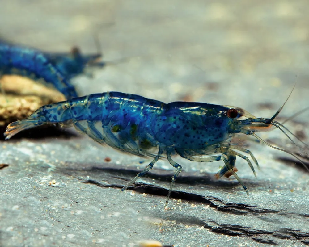 Image of blue dream shrimp blue velvet shrimp neocaridina davidi