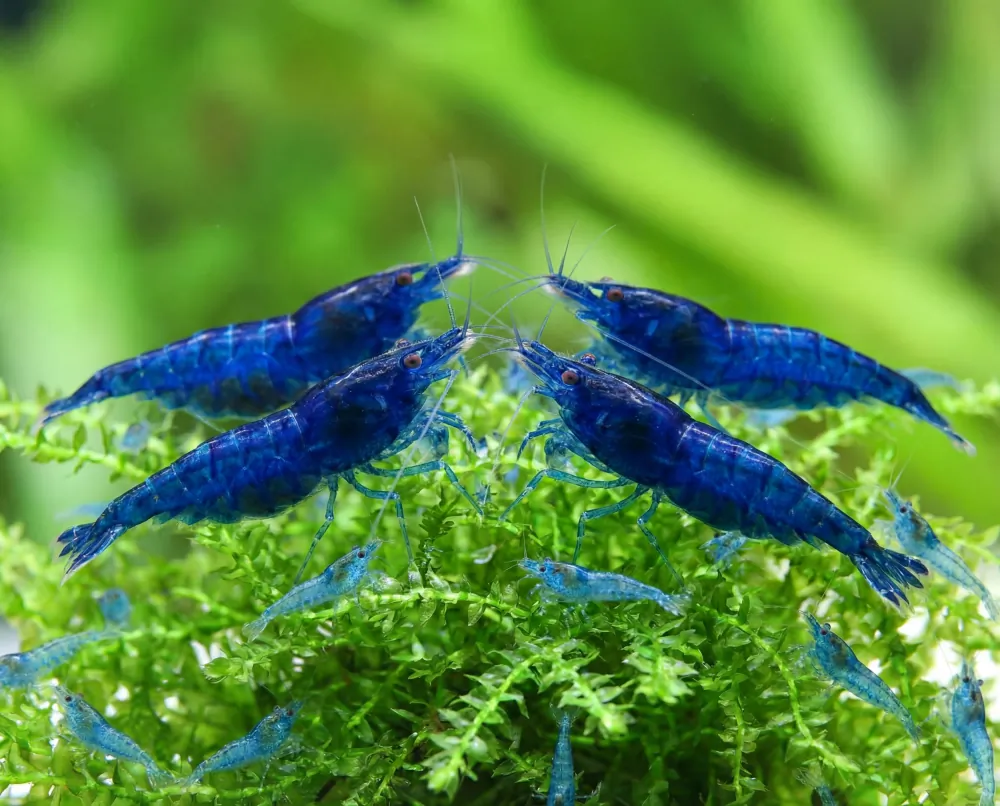Image of blue dream shrimp blue velvet shrimp neocaridina davidi