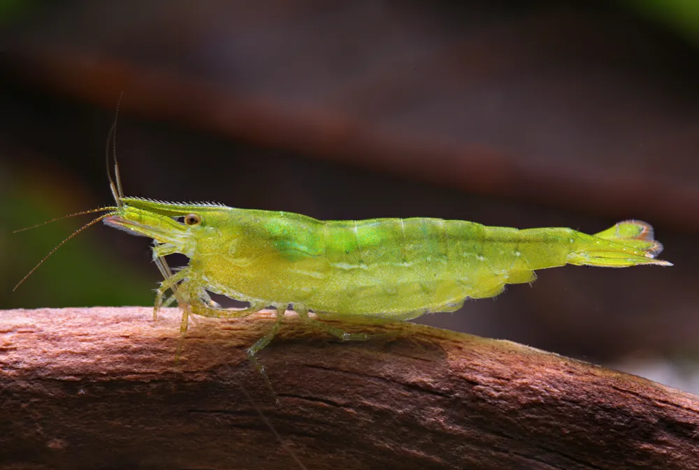 Image of giftgruene zwerggarnele caridinia babaulti var green