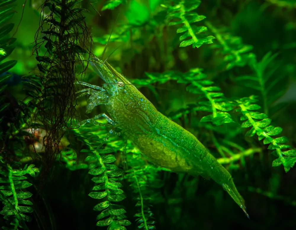 Image of giftgruene zwerggarnele caridinia babaulti var green