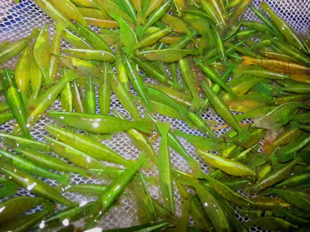 Image of giftgruene zwerggarnele caridinia babaulti var green