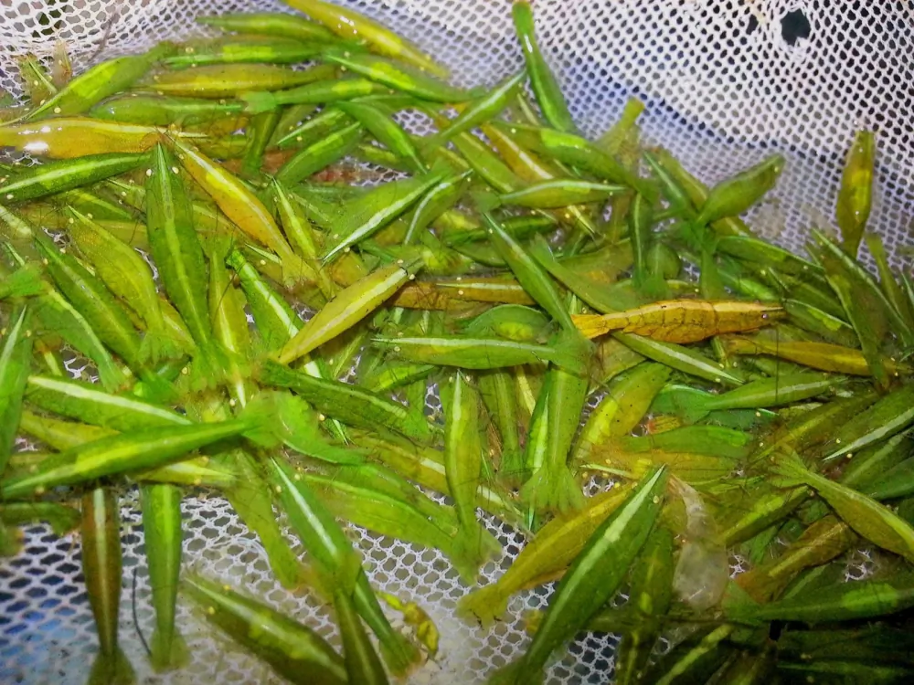 Image of giftgruene zwerggarnele caridinia babaulti var green