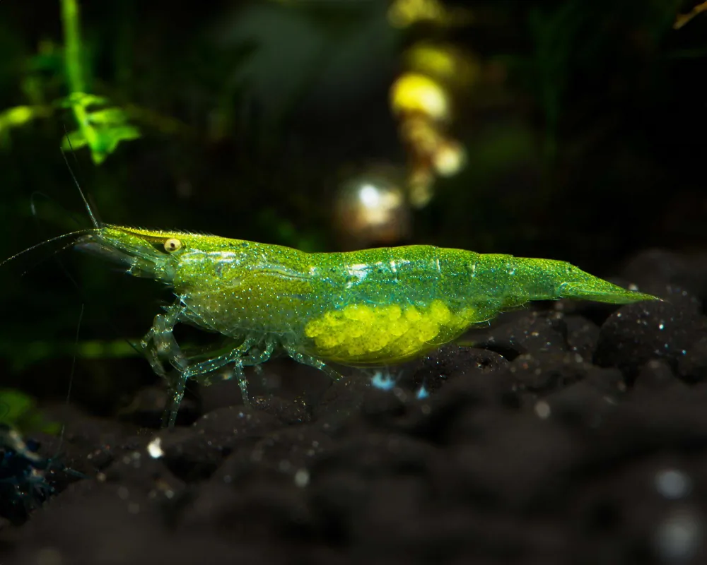 Image of giftgruene zwerggarnele caridinia babaulti var green