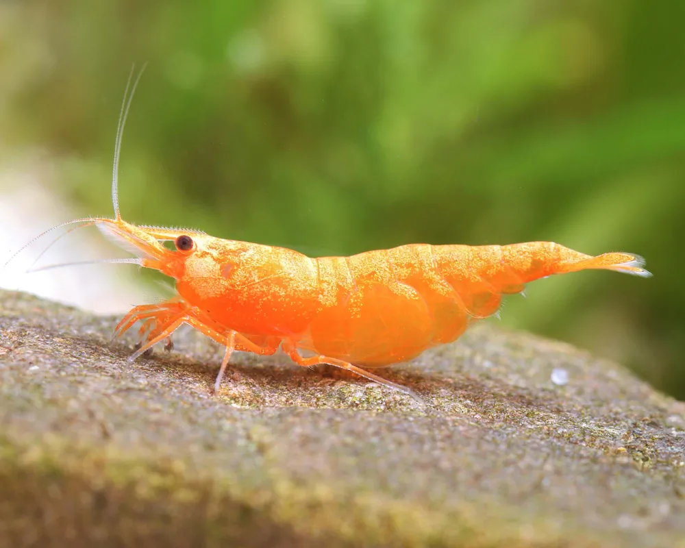 Image of orange fire shrimp sakura sunkist shrimp neocaridina davidi orange